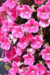 Dekko Star Rose Petunia (Petunia 'Dekko Star Rose') at Lakeshore Garden Centres