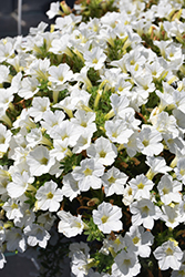Itsy White Petunia (Petunia 'Itsy White') at Lakeshore Garden Centres