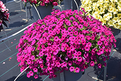 Itsy Magenta Petunia (Petunia 'Itsy Magenta') at Lakeshore Garden Centres
