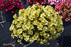 Sanguna Banana Candy Petunia (Petunia 'Sanguna Banana Candy') at Lakeshore Garden Centres