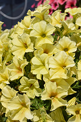 Sanguna Banana Candy Petunia (Petunia 'Sanguna Banana Candy') at Lakeshore Garden Centres