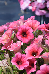 Sanguna Mango Punch Petunia (Petunia 'Sanguna Mango Punch') at Lakeshore Garden Centres