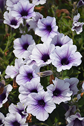Sanguna Blue Vein Petunia (Petunia 'Sanguna Blue Vein') at Lakeshore Garden Centres