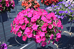Sanguna Hot Rose Petunia (Petunia 'Sanguna Hot Rose') at Lakeshore Garden Centres