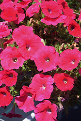 Sanguna Lipstick Petunia (Petunia 'Sanguna Lipstick') at Lakeshore Garden Centres