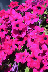 Sanguna Mega Purple Petunia (Petunia 'Sanguna Mega Purple') at Lakeshore Garden Centres