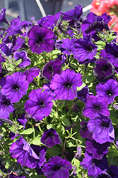 Sanguna Patio Blue Petunia (Petunia 'Sanguna Patio Blue') at Lakeshore Garden Centres