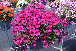 Sanguna Patio Purple Petunia (Petunia 'Sanguna Patio Purple') at Lakeshore Garden Centres