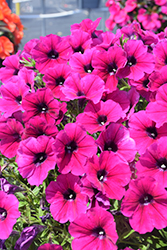 Sanguna Patio Purple Petunia (Petunia 'Sanguna Patio Purple') at Lakeshore Garden Centres