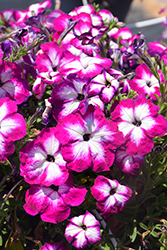 Sanguna Patio Radiant Rose Petunia (Petunia 'Sanguna Patio Radiant Rose') at Lakeshore Garden Centres