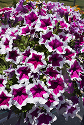 Sanguna Picotee Punch Petunia (Petunia 'Sanguna Picotee Punch') at Lakeshore Garden Centres