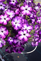 Sanguna Radiant Blue Petunia (Petunia 'Sanguna Radiant Blue') at Lakeshore Garden Centres