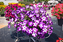 Sanguna Radiant Blue Petunia (Petunia 'Sanguna Radiant Blue') at Lakeshore Garden Centres