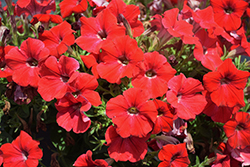 Sanguna Red Petunia (Petunia 'Sanguna Red') at Lakeshore Garden Centres