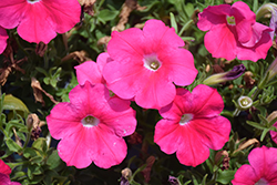Sanguna Rose Petunia (Petunia 'Sanguna Rose') at Lakeshore Garden Centres