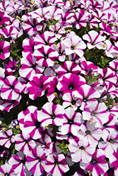 Shortcake Blueberry Petunia (Petunia 'Shortcake Blueberry') at Lakeshore Garden Centres
