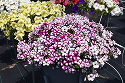 Shortcake Blueberry Petunia (Petunia 'Shortcake Blueberry') at Lakeshore Garden Centres