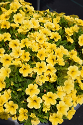 Calipetite Yellow Calibrachoa (Calibrachoa 'Calipetite Yellow') at Lakeshore Garden Centres