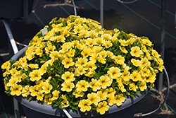 Calipetite Yellow Calibrachoa (Calibrachoa 'Calipetite Yellow') at Lakeshore Garden Centres