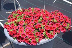 Calipetite Red Calibrachoa (Calibrachoa 'Calipetite Red') at Lakeshore Garden Centres