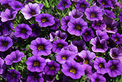 Calipetite Blue Calibrachoa (Calibrachoa 'Calipetite Blue') at Lakeshore Garden Centres