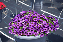 Calipetite Blue Calibrachoa (Calibrachoa 'Calipetite Blue') at Lakeshore Garden Centres