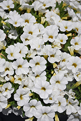 Calipetite White Calibrachoa (Calibrachoa 'Calipetite White') at Lakeshore Garden Centres