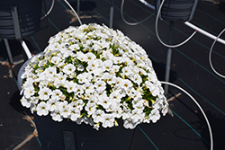 Calipetite White Calibrachoa (Calibrachoa 'Calipetite White') at Lakeshore Garden Centres