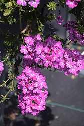 Lanai Twister Star Purple Verbena (Verbena 'Lanai Twister Star Purple') at Lakeshore Garden Centres