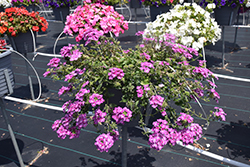 Lanai Twister Star Purple Verbena (Verbena 'Lanai Twister Star Purple') at Lakeshore Garden Centres