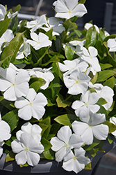 Cora Cascade White Vinca (Catharanthus roseus 'Cora Cascade White') at Lakeshore Garden Centres
