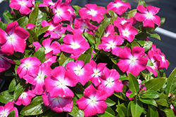 Cora XDR Magenta Halo (Catharanthus roseus 'Cora XDR Magenta Halo') at Lakeshore Garden Centres