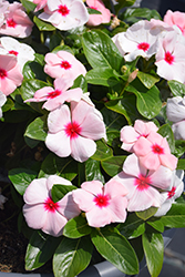 Blockbuster Apricot Vinca (Catharanthus roseus 'Blockbuster Apricot') at Lakeshore Garden Centres