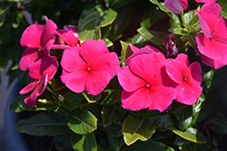 Blockbuster Burgundy Vinca (Catharanthus roseus 'Blockbuster Burgundy') at Lakeshore Garden Centres