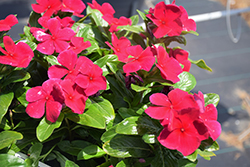 Blockbuster Crimson Vinca (Catharanthus roseus 'Blockbuster Crimson') at Lakeshore Garden Centres