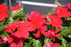 Blockbuster Dark Red Vinca (Catharanthus roseus 'Blockbuster Dark Red') at Lakeshore Garden Centres
