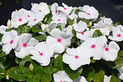 Blockbuster Peppermint Vinca (Catharanthus roseus 'Blockbuster Peppermint') at Lakeshore Garden Centres