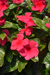 Blockbuster Punch Vinca (Catharanthus roseus 'Blockbuster Punch') at Lakeshore Garden Centres