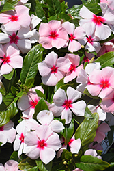 Cora XDR Apricot (Catharanthus roseus 'Cora XDR Apricot') at Lakeshore Garden Centres