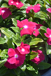 Cora XDR Cranberry (Catharanthus roseus 'Cora XDR Cranberry') at Lakeshore Garden Centres