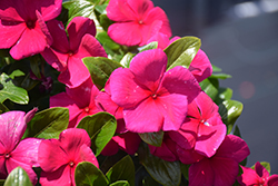 Cora XDR Hotgenta (Catharanthus roseus 'Cora XDR Hotgenta') at Lakeshore Garden Centres