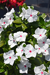 Cora XDR Polka Dot (Catharanthus roseus 'Cora XDR Polka Dot') at Lakeshore Garden Centres