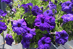 Duvet Blue Petunia (Petunia 'Duvet Blue') at Lakeshore Garden Centres