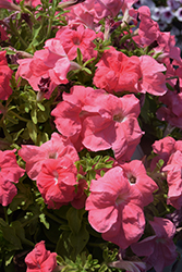 Duvet Salmon Petunia (Petunia 'Duvet Salmon') at Lakeshore Garden Centres