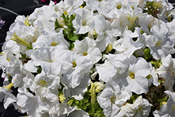 Duvet White Petunia (Petunia 'Duvet White') at Lakeshore Garden Centres