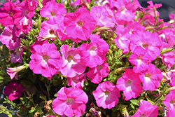 FlashForward Pink Glo Petunia (Petunia 'FlashForward Pink Glo') at Lakeshore Garden Centres