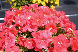 FlashForward Salmon Petunia (Petunia 'FlashForward Salmon') at Lakeshore Garden Centres