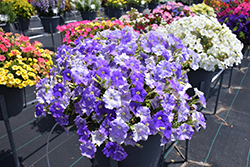 FlashForward Sky Blue Petunia (Petunia 'FlashForward Sky Blue') at Lakeshore Garden Centres