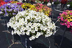 FlashForward White Petunia (Petunia 'FlashForward White') at Lakeshore Garden Centres