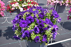 Damask Blue Petunia (Petunia 'Damask Blue') at Lakeshore Garden Centres